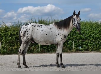 Appaloosa, Caballo castrado, 4 años, 158 cm