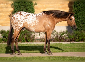 Appaloosa, Caballo castrado, 4 años, Bayo
