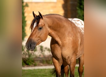 Appaloosa, Caballo castrado, 4 años, Bayo