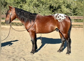 Appaloosa Mestizo, Caballo castrado, 4 años