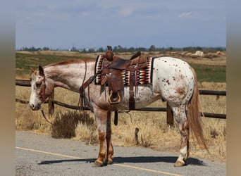 Appaloosa, Caballo castrado, 4 años, Castaño