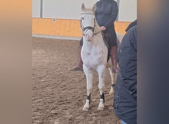 Appaloosa, Caballo castrado, 5 años, 143 cm, Atigrado/Moteado