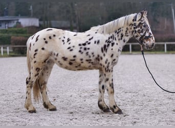 Appaloosa, Caballo castrado, 5 años, 150 cm, Atigrado/Moteado