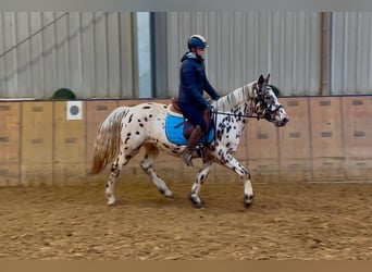 Appaloosa, Caballo castrado, 5 años, 150 cm, Atigrado/Moteado