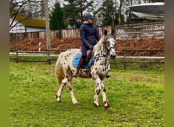 Appaloosa, Caballo castrado, 5 años, 150 cm, Atigrado/Moteado