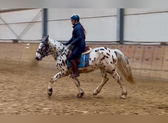 Appaloosa, Caballo castrado, 5 años, 150 cm, Atigrado/Moteado