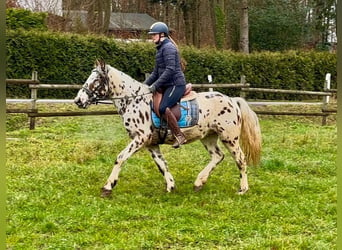 Appaloosa, Caballo castrado, 5 años, 150 cm, Atigrado/Moteado