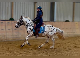 Appaloosa, Caballo castrado, 5 años, 150 cm, Atigrado/Moteado