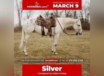 Appaloosa, Caballo castrado, 5 años, 150 cm, Atigrado/Moteado