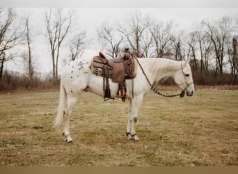 Appaloosa, Caballo castrado, 5 años, 150 cm, Atigrado/Moteado