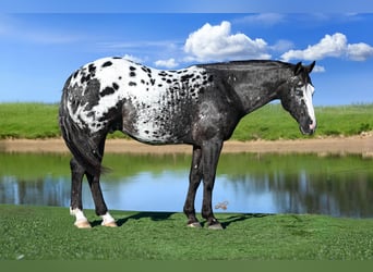 Appaloosa, Caballo castrado, 5 años, 150 cm, Atigrado/Moteado