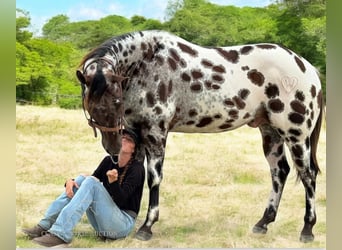 Appaloosa, Caballo castrado, 5 años, 152 cm, Atigrado/Moteado