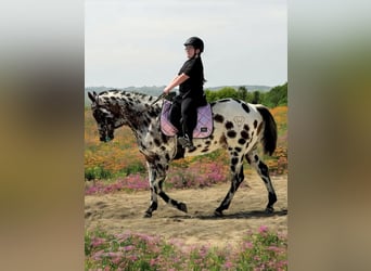 Appaloosa, Caballo castrado, 5 años, 152 cm, Atigrado/Moteado