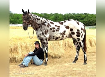 Appaloosa, Caballo castrado, 5 años, 152 cm, Atigrado/Moteado