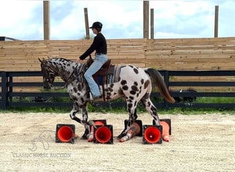 Appaloosa, Caballo castrado, 5 años, 152 cm, Atigrado/Moteado