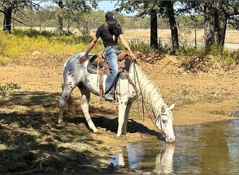 Appaloosa, Caballo castrado, 5 años, 152 cm, Atigrado/Moteado