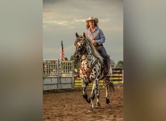 Appaloosa, Caballo castrado, 5 años, 152 cm