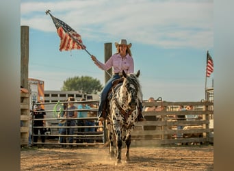 Appaloosa, Caballo castrado, 5 años, 152 cm