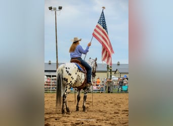 Appaloosa, Caballo castrado, 5 años, 152 cm