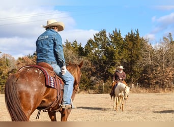 Appaloosa, Caballo castrado, 5 años, 152 cm
