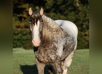 Appaloosa, Caballo castrado, 5 años, 152 cm, Ruano alazán