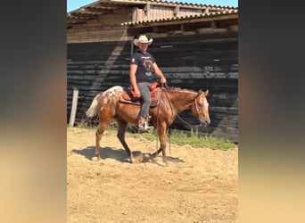Appaloosa, Caballo castrado, 5 años, 153 cm, Castaño rojizo