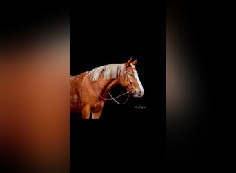 Appaloosa, Caballo castrado, 5 años, 153 cm
