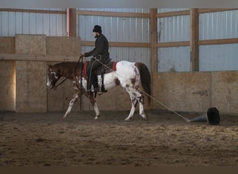 Appaloosa, Caballo castrado, 5 años, 155 cm, Alazán-tostado