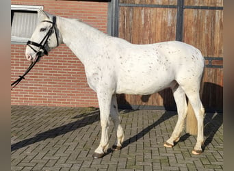 Appaloosa Mestizo, Caballo castrado, 5 años, 155 cm, Atigrado/Moteado