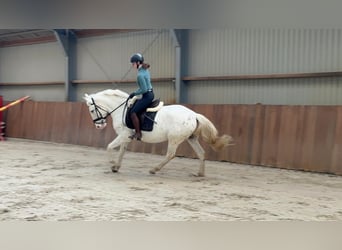 Appaloosa Mestizo, Caballo castrado, 5 años, 155 cm, Atigrado/Moteado