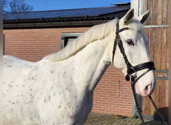 Appaloosa Mestizo, Caballo castrado, 5 años, 155 cm, Atigrado/Moteado