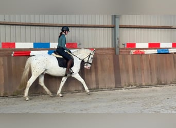 Appaloosa Mestizo, Caballo castrado, 5 años, 155 cm, Atigrado/Moteado