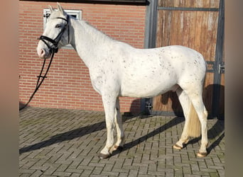 Appaloosa Mestizo, Caballo castrado, 5 años, 155 cm, Atigrado/Moteado