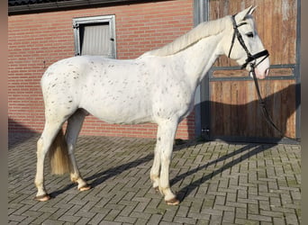 Appaloosa Mestizo, Caballo castrado, 5 años, 155 cm, Atigrado/Moteado