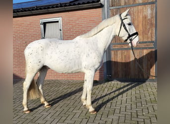 Appaloosa Mestizo, Caballo castrado, 5 años, 155 cm, Atigrado/Moteado