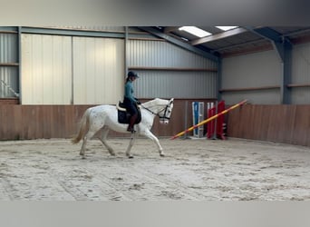 Appaloosa Mestizo, Caballo castrado, 5 años, 155 cm, Atigrado/Moteado