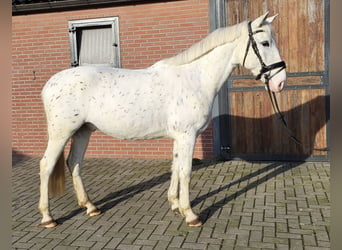 Appaloosa Mestizo, Caballo castrado, 5 años, 155 cm, Atigrado/Moteado