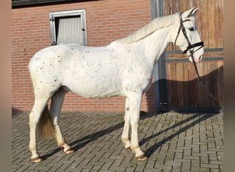 Appaloosa Mestizo, Caballo castrado, 5 años, 155 cm, Atigrado/Moteado