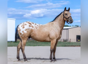 Appaloosa, Caballo castrado, 5 años, 155 cm, Castaño