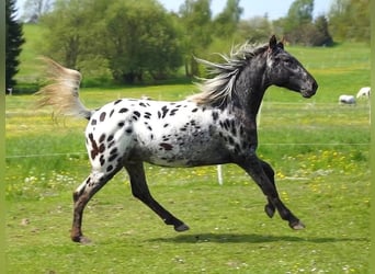 Appaloosa, Caballo castrado, 5 años, 155 cm, Negro