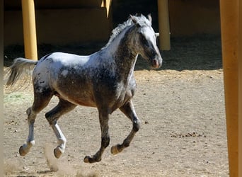 Appaloosa Mestizo, Caballo castrado, 5 años, 155 cm, Pío