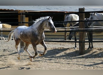 Appaloosa Mestizo, Caballo castrado, 5 años, 155 cm, Pío