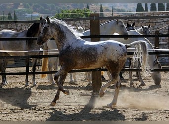 Appaloosa Mestizo, Caballo castrado, 5 años, 155 cm, Pío