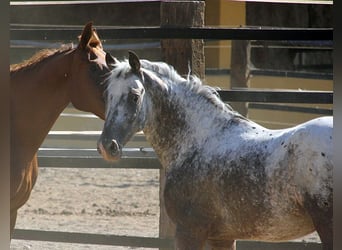 Appaloosa Mestizo, Caballo castrado, 5 años, 155 cm, Pío