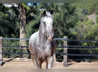 Appaloosa Mestizo, Caballo castrado, 5 años, 155 cm, Pío