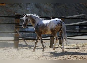 Appaloosa Mestizo, Caballo castrado, 5 años, 155 cm, Pío