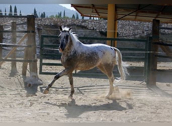 Appaloosa Mestizo, Caballo castrado, 5 años, 155 cm, Pío