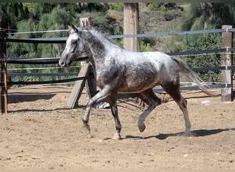 Appaloosa Mestizo, Caballo castrado, 5 años, 155 cm, Pío