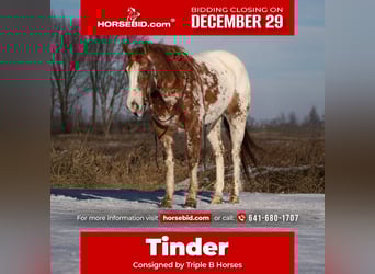 Appaloosa, Caballo castrado, 5 años, 155 cm