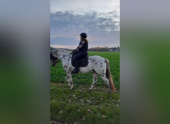 Appaloosa, Caballo castrado, 5 años, 156 cm, Atigrado/Moteado